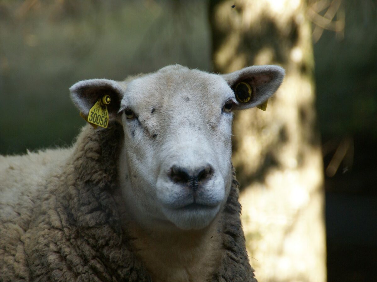 Holiday house Holiday Home Vagney near Ski Gérardmer - Outdoor photo 4