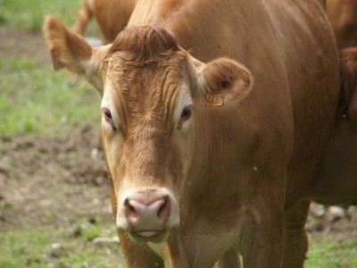 Holiday house Holiday Home Vagney near Ski Gérardmer - Outdoor photo 40