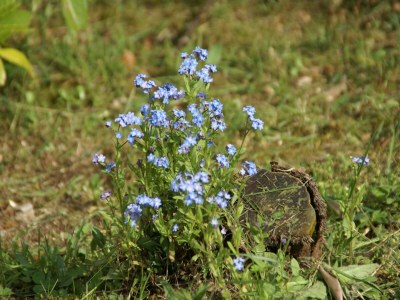 Villa Chalet in La Bresse nahe Skipisten - Environment photo 55