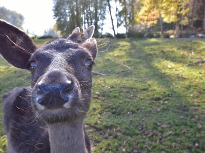 Holiday house Holiday Home in La Chapelle with Garden - Environment photo 26