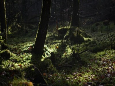 Holiday house Holiday Home in La Chapelle with Garden - Environment photo 27