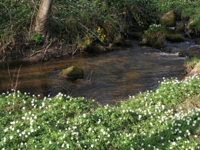 Holiday house Holiday Home in La Chapelle with Garden - Environment photo 28