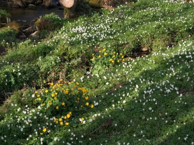 Holiday house Holiday Home in La Chapelle with Garden - Environment photo 32