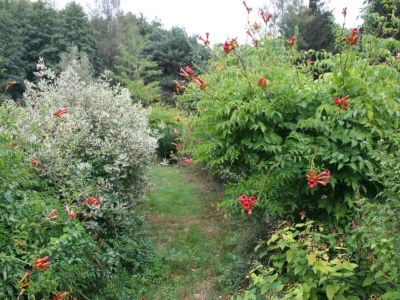 Holiday house Holiday Home in La Chapelle with Garden - Environment photo 36