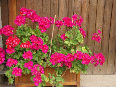 Holiday house Holiday Home in La Chapelle with Garden - Outdoor photo 38