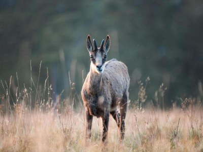 Chalet Chalet in La Bresse nahe Wald & See - Environment photo 36