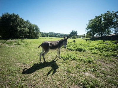 Apartment Wohnung in Darney mit Wiesenblick - Outdoor photo 2