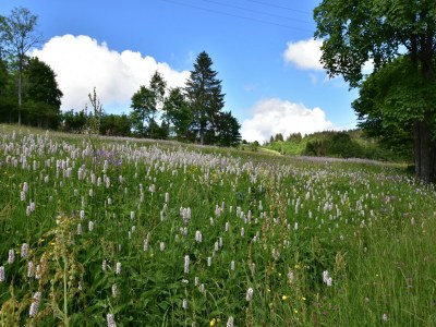 Chalet Chalet in Saulxures nahe Skigebieten - Environment photo 39