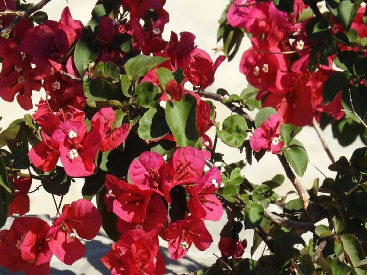 Villa Villa in Makry Gialos nahe Sandstrand - Outdoor photo 3