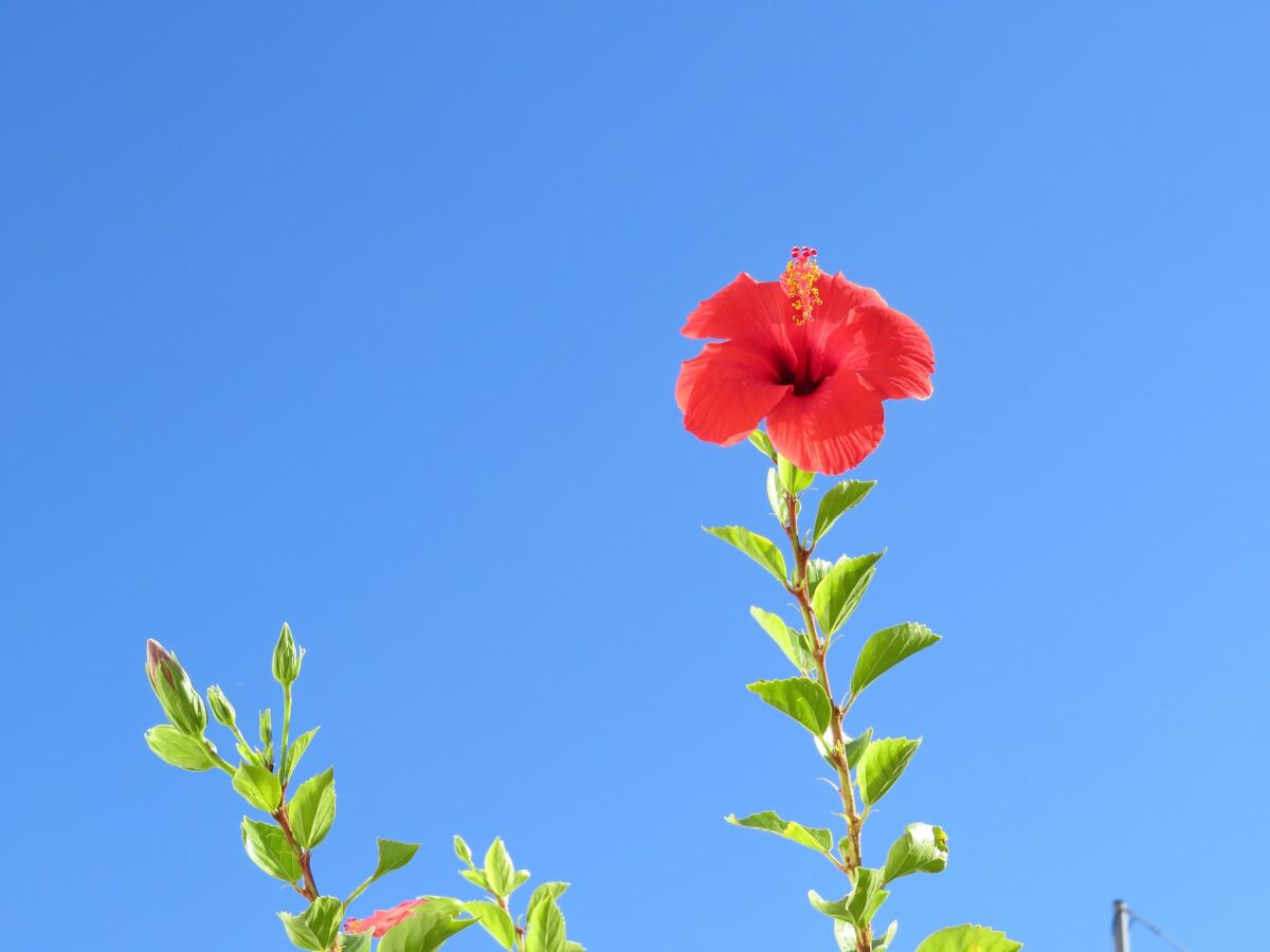 Villa Villa in Makry Gialos nahe Sandstrand - Outdoor photo 4