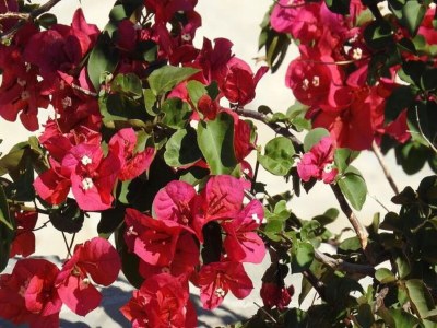 Villa Villa in Makry Gialos nahe Sandstrand - Outdoor photo 3