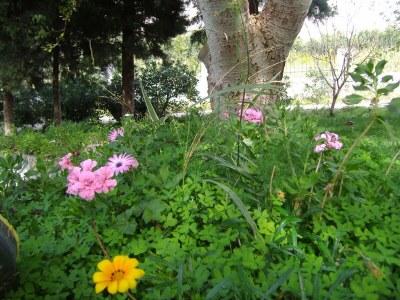 Villa Villa in Lefkogia near Souda Beach - Outdoor photo 11