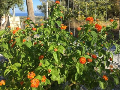 Villa Villa in Arkadi mit Pool nahe am Meer - Outdoor photo 39