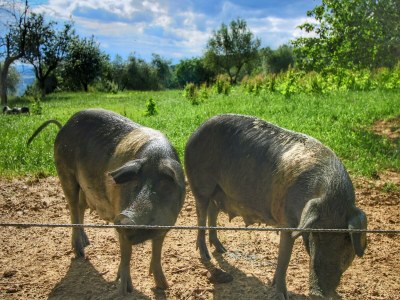 Farmhouse Luxuriöses Bauernhaus in Rufina mit Terrasse - Environment photo 30