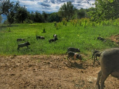 Farmhouse Luxuriöses Bauernhaus in Rufina mit Terrasse - Environment photo 31
