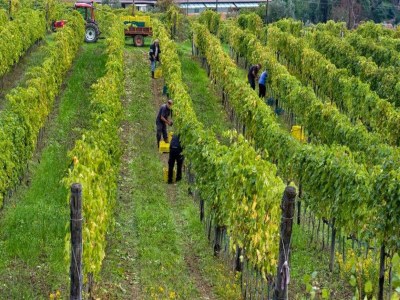 Farmhouse Italienischer Aufenthalt: Bacchereto Weinland - Environment photo 31