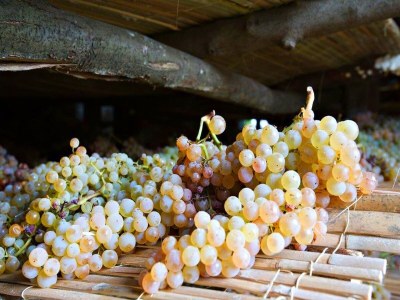 Farmhouse Italienischer Aufenthalt: Bacchereto Weinland - Outdoor photo 35