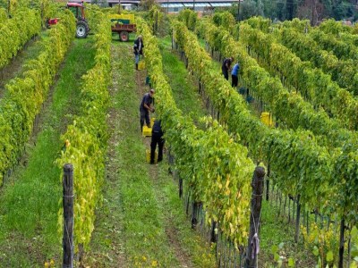 Farmhouse Farmhouse in Tuscany near Renaissance Villa - Environment photo 33