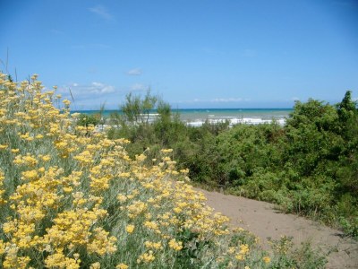 Holiday house Holiday Home in Castagneto near the Beach - Environment photo 15
