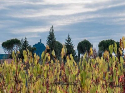 Holiday house Holiday Home in Castagneto near the Beach - Environment photo 22