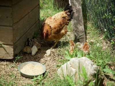 Apartment Apartment in Todi with Pool and Garden - Outdoor photo 28