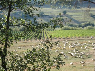 Villa Villa in Magliano Sabina with Private Pool - Environment photo 30
