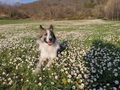 Holiday house Geräumiger Rückzugsort auf dem Land - Outdoor photo 39