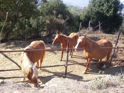 Holiday house Ferienhaus in Paciano am Trasimenischen See - Environment photo 36