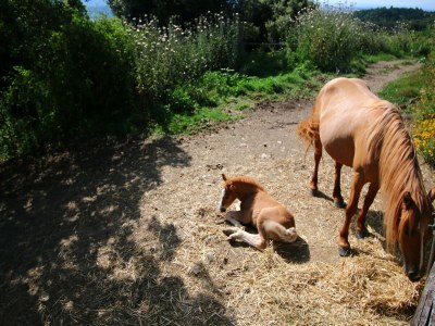 Farmhouse Bauernhaus in Paciano im Monte Pausillo Park - Environment photo 30