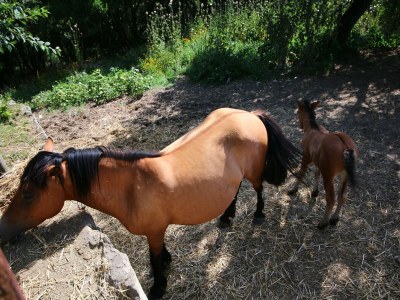 Farmhouse Bauernhaus in Paciano im Monte Pausillo Park - Environment photo 31