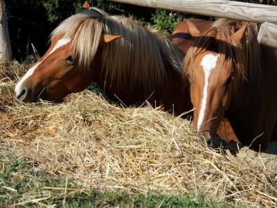 Farmhouse Bauernhaus in Paciano im Monte Pausillo Park - Outdoor photo 37