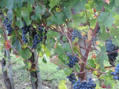 Farmhouse Malerisches Bauernhaus mit Pool - Environment photo 33