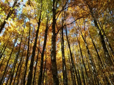 Farmhouse Farmhouse in Città della Pieve with Pool - Environment photo 34