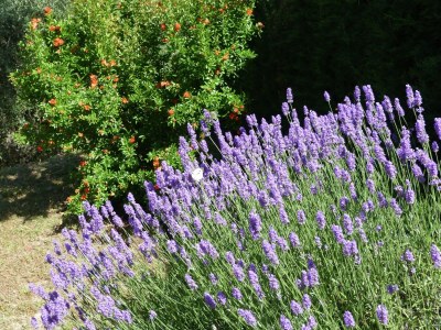 Holiday house Holiday home in Magione above lake Trasimeno - Outdoor photo 37