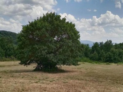 Holiday house Stay with Local Flavors - Environment photo 27