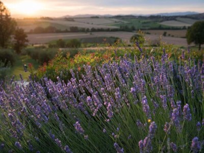 Holiday house Stay with Local Flavors - Environment photo 31
