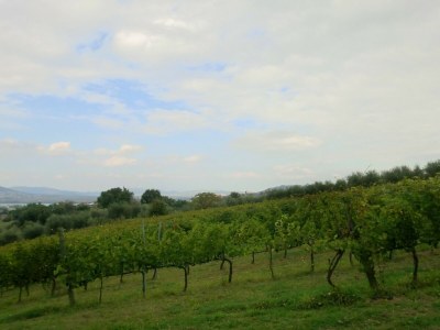 Holiday house Ferienhaus in Pietrafitta am Trasimenischen See - Environment photo 33