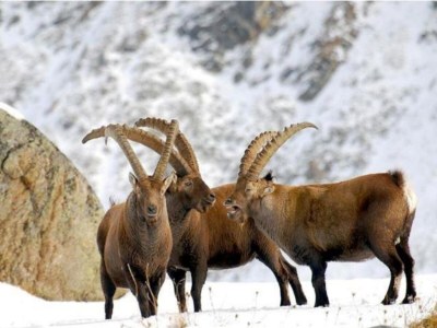 Apartment A Cozy Alpine Retreat - Environment photo 36