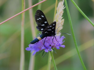Bungalow Bungalow in Sestri Levante in der Nähe des Waldes und des Meeres - Outdoor photo 34