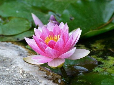 Bungalow Bungalow in Sestri Levante in der Nähe des Waldes und des Meeres - Outdoor photo 40