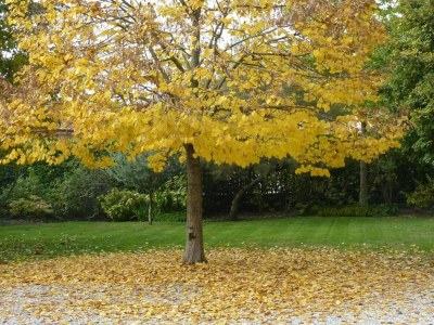 Apartment Apartment in Vello by Lake Iseo Beach - Environment photo 35