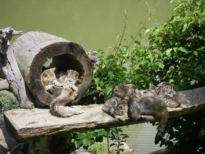 Holiday apartment Hellweger - Environment photo 22