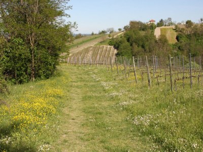 Villa Schöne Villa in Ziano Piacentino inmitten von Weinbergen - Environment photo 33