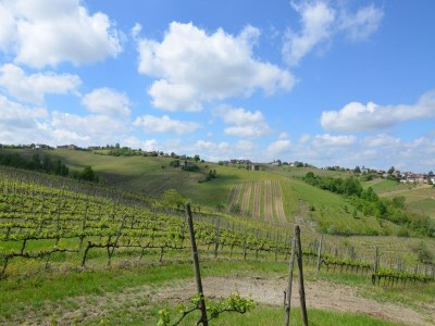 Villa Schöne Villa in Ziano Piacentino inmitten von Weinbergen - Environment photo 34