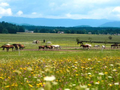 Holiday apartment Sauerschnig - Klopeinersee - Outdoor photo 12