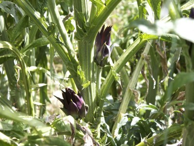 Apartment Stay with Balcony Views - Outdoor photo 36