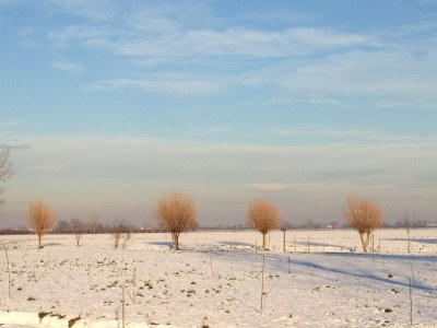 Farmhouse Pet-Friendly Nature Escape - Environment photo 33