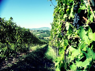 Apartment Wohnung inmitten von Weinbergen und blauem Himmel - Outdoor photo 14