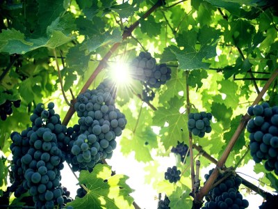 Apartment Wohnung inmitten von Weinbergen und blauem Himmel - Outdoor photo 37