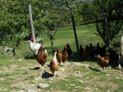 Holiday house Holiday Home in Vicchio with Private Pool - Outdoor photo 32